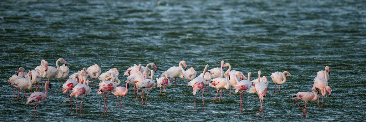 Flamingos in Dorob National Park 